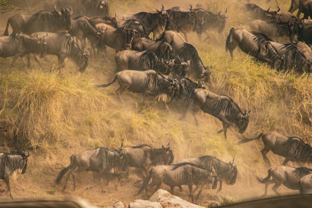 Great Migration Safaris