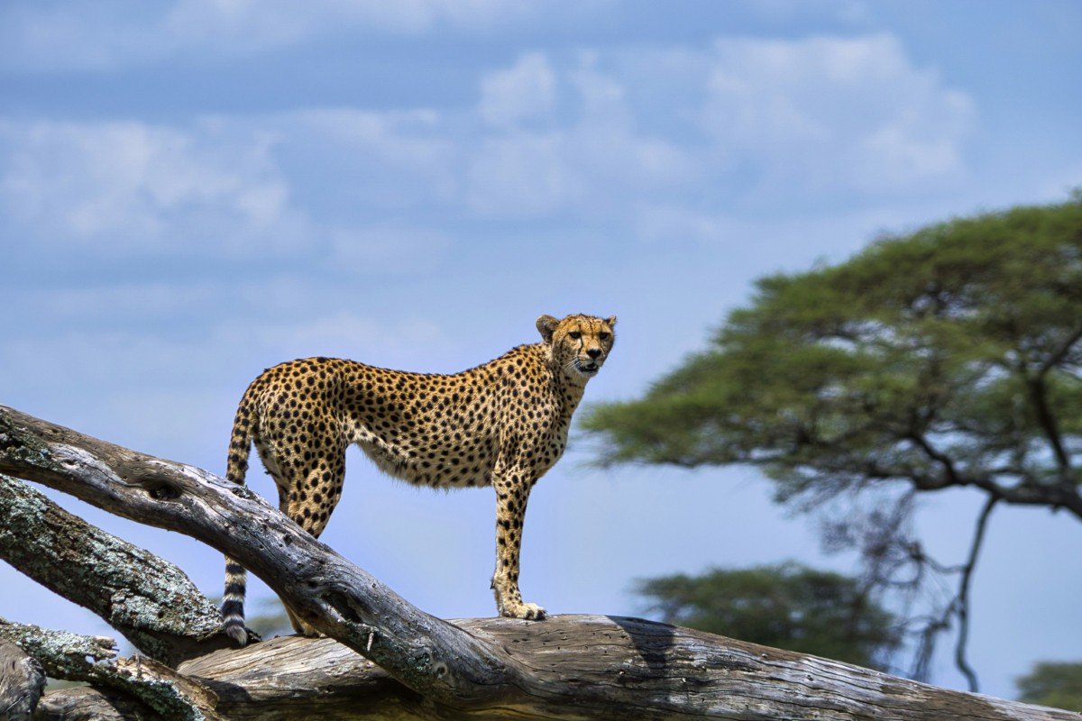 Signature moment The Serengeti