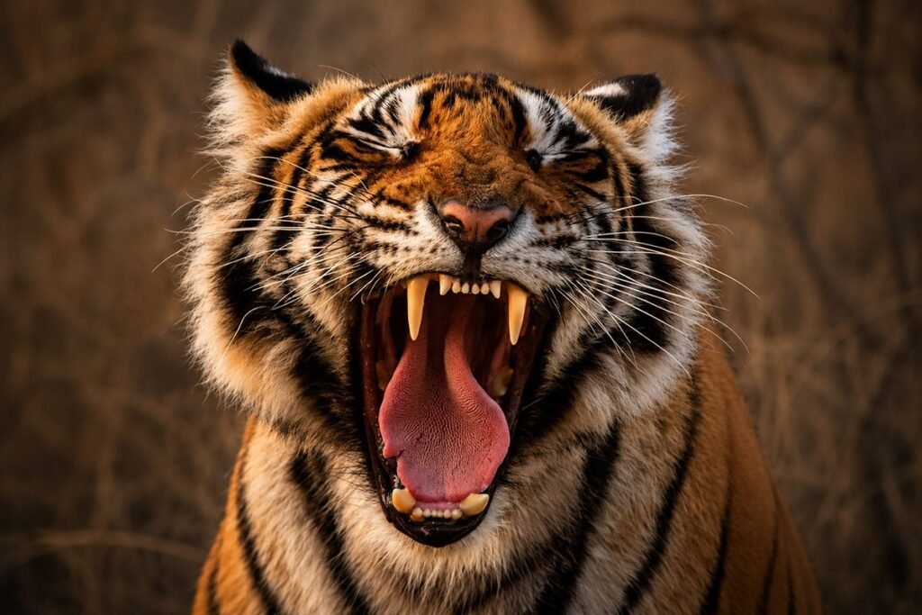 The Bengal Tiger Does Not Move The Way People Expect