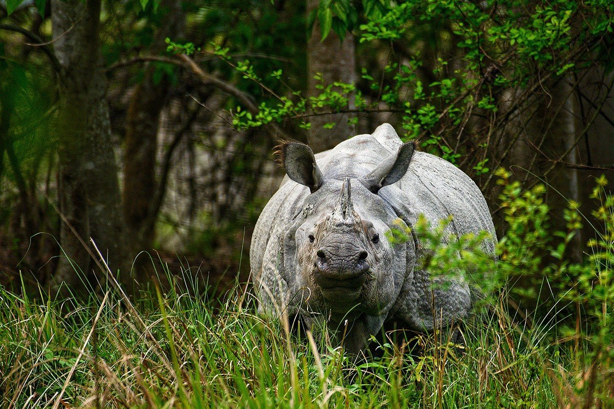 Why Jorhat Might Be Assam’s Most Underrated Experience