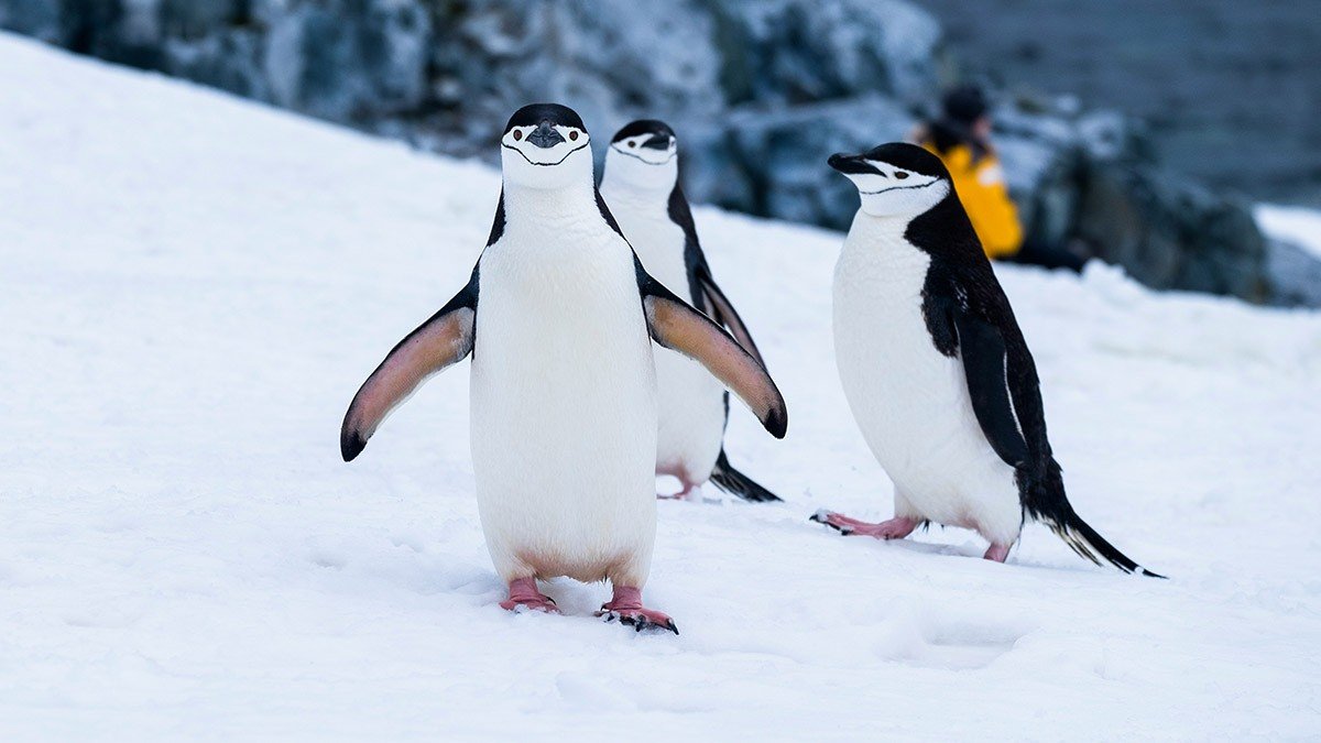 Wildlife Encounters